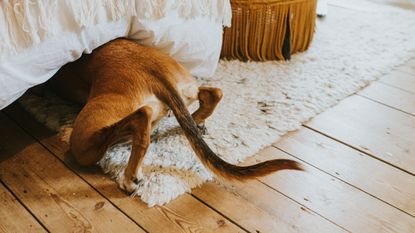 A dog sticks its head under the bed to hide.